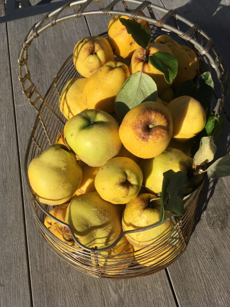 Quince fruits harvested